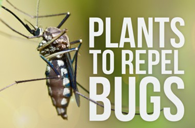 Plants to Repel Bugs text and bug