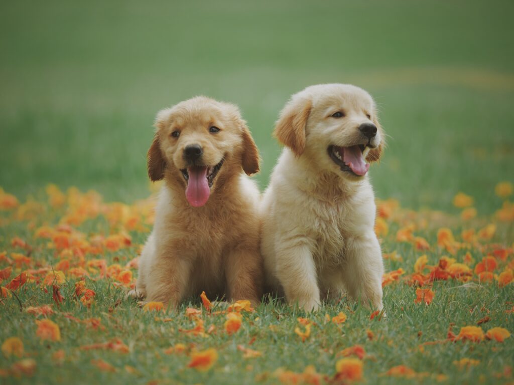 dogs in a flower